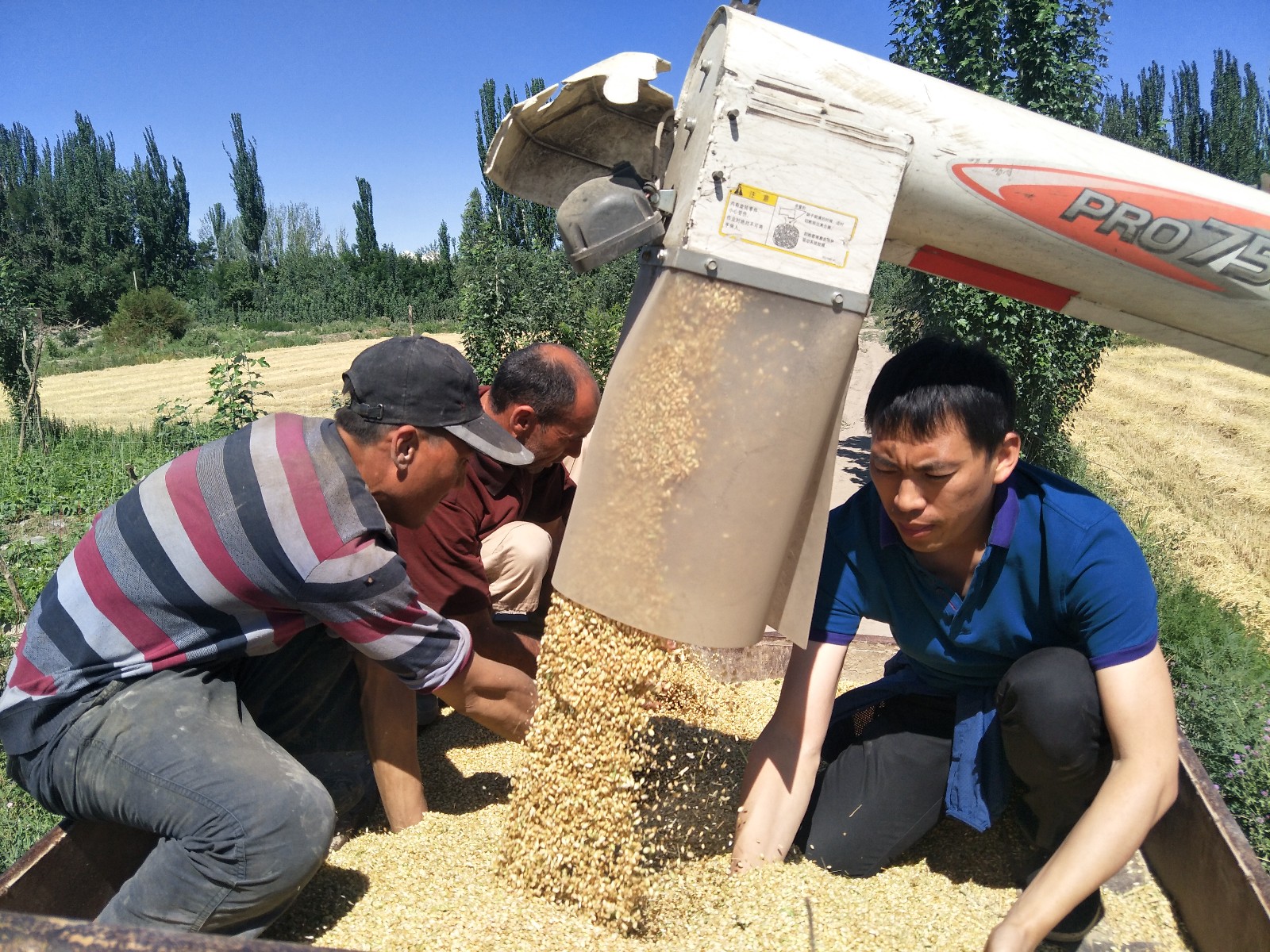 与农民共同收割小麦.jpg 与农民共同收割小麦.jpg