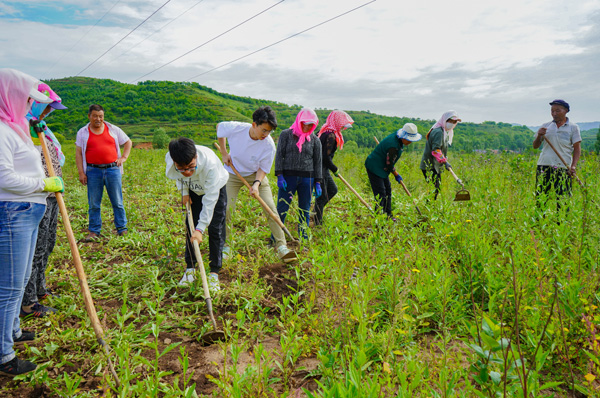 03大学生们在为黑果花楸除草.jpg 03大学生们在为黑果花楸除草.jpg